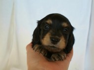 カニヘン 子犬 ブラック&クリーム カニヘン 子犬 ブラック&クリーム