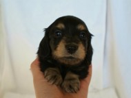 カニヘン 子犬 ブラック&クリーム カニヘン 子犬 ブラック&クリーム