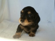 カニヘン 子犬 ブラック&クリーム カニヘン 子犬 ブラック&クリーム