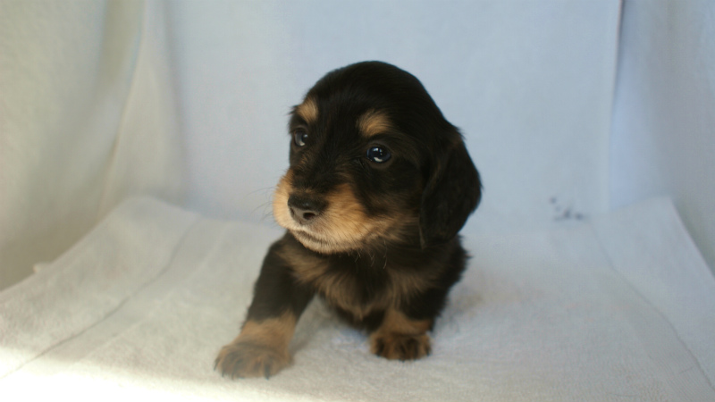 カニヘン 子犬 ブラック&クリーム カニヘン 子犬 ブラック&クリーム