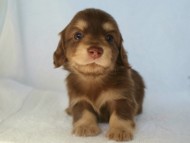 カニヘン 子犬 東京都・U様 カニヘン 子犬 東京都・U様