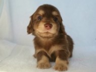 カニヘン 子犬 東京都・U様 カニヘン 子犬 東京都・U様