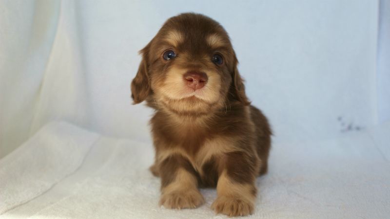 カニヘン 子犬 東京都・U様 カニヘン 子犬 東京都・U様