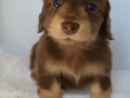 カニヘン 子犬 東京都・U様 カニヘン 子犬 東京都・U様