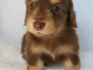 カニヘン 子犬 東京都・U様 カニヘン 子犬 東京都・U様