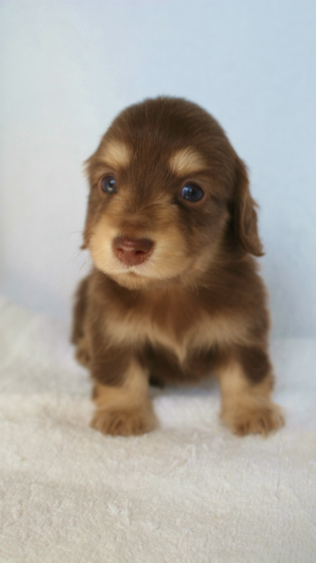 カニヘン 子犬 東京都・U様 カニヘン 子犬 東京都・U様