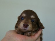 カニヘン 子犬 東京都・U様 カニヘン 子犬 東京都・U様