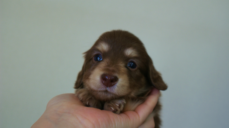 カニヘン 子犬 東京都・U様 カニヘン 子犬 東京都・U様