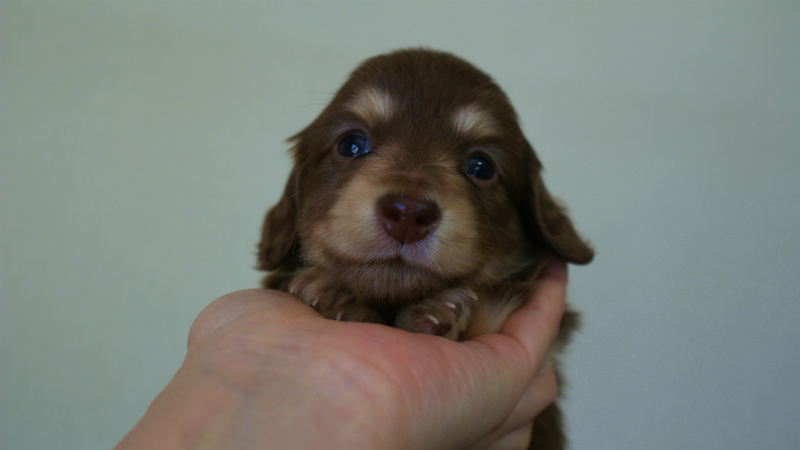 カニヘン 子犬 東京都・U様 カニヘン 子犬 東京都・U様