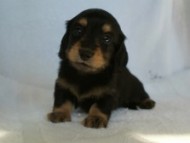 カニヘン 子犬 東京都・O様 カニヘン 子犬 東京都・O様