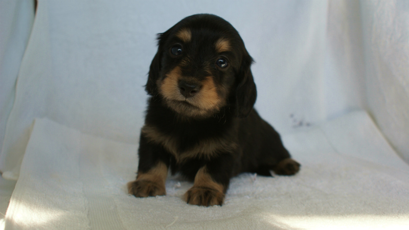 カニヘン 子犬 東京都・O様 カニヘン 子犬 東京都・O様