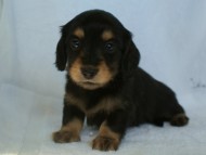 カニヘン 子犬 東京都・O様 カニヘン 子犬 東京都・O様