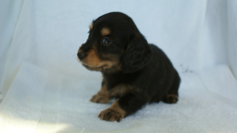 カニヘン 子犬 東京都・O様 カニヘン 子犬 東京都・O様