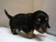 カニンヘン ダックスフンド リズmsの子 ブラッククリーム 女の子