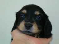 カニヘン 子犬 東京都・O様 カニヘン 子犬 東京都・O様