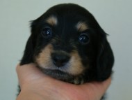 カニヘン 子犬 東京都・O様 カニヘン 子犬 東京都・O様