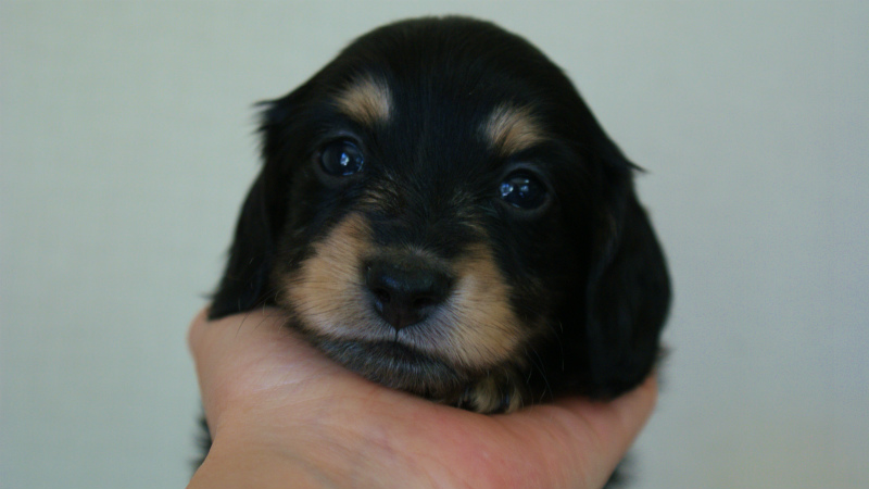 カニヘン 子犬 東京都・O様 カニヘン 子犬 東京都・O様