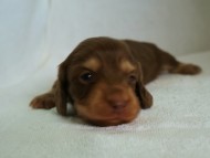 カニヘン　子犬