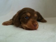 カニヘン 子犬 カニヘン 子犬