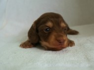 カニヘン　子犬