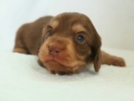 カニヘン 子犬 カニヘン 子犬