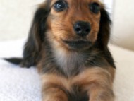 カニンヘン　子犬　東京