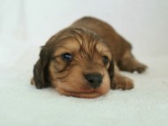 カニヘン 子犬 カニヘン 子犬