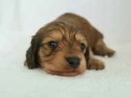 カニヘン　子犬