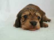 カニヘン 子犬 カニヘン 子犬