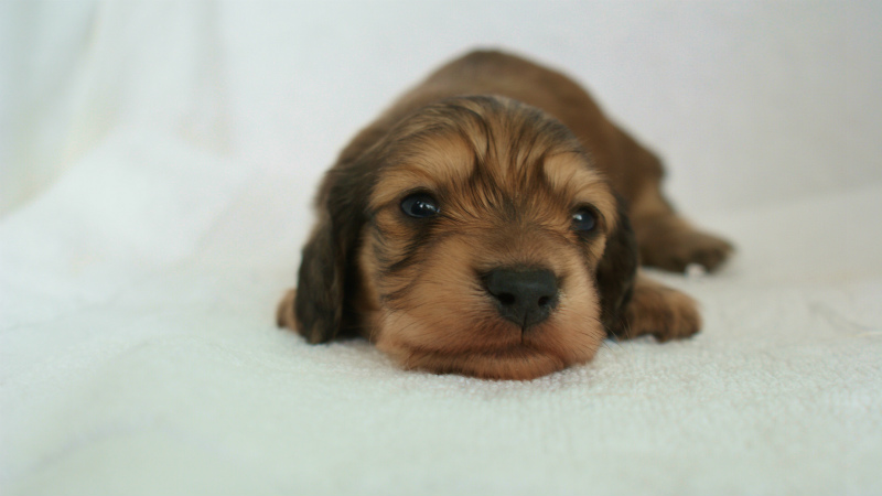 カニヘン 子犬 カニヘン 子犬