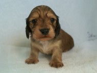 カニヘン 子犬 カニヘン 子犬