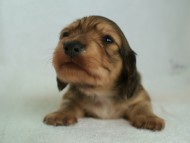 カニヘン　子犬