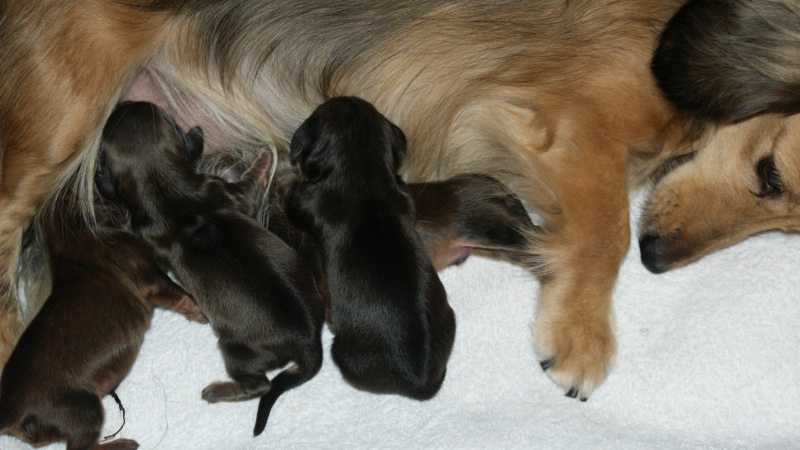 子犬 出産 カニンヘン ダックスフンド ユジンと子犬 子犬 出産 カニンヘン ダックスフンド ユジンと子犬