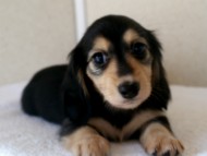 カニヘン　子犬　石川県