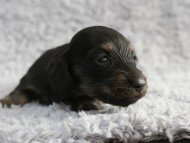 カニンヘン 子犬 シェーデットクリーム 男の子 しずるの赤ちゃん 11/18生まれ