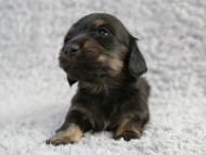 カニンヘン 子犬 シェーデットクリーム 男の子 しずるの赤ちゃん 11/18生まれ