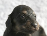 カニンヘン 子犬 シェーデットクリーム 男の子 しずるの赤ちゃん 11/18生まれ