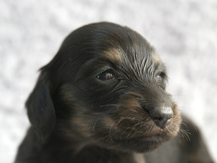 カニンヘン 子犬 シェーデットクリーム 男の子 しずるの赤ちゃん 11/18生まれ カニンヘン 子犬 シェーデットクリーム 男の子 しずるの赤ちゃん 11/18生まれ