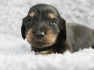 カニンヘン 子犬 シェーデットクリーム 男の子 しずるの赤ちゃん 11/18生まれ