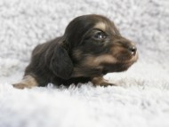 カニンヘン 子犬 シェーデットクリーム 女の子 しずるの赤ちゃん 11/18生まれ