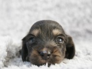 カニンヘン 子犬 シェーデットクリーム 女の子 しずるの赤ちゃん 11/18生まれ