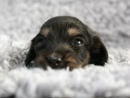 カニンヘン 子犬 シェーデットクリーム 女の子 しずるの赤ちゃん 11/18生まれ