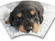 カニンヘン 子犬 シェーデットクリーム 女の子 しずるの赤ちゃん 11/18生まれ