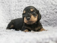 カニンヘン 子犬 シェーデットクリーム 女の子 しずるの赤ちゃん 11/18生まれ