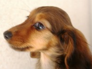 カニンヘン　子犬　愛知