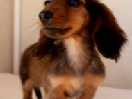 カニンヘン 子犬 神奈川 カニンヘン 子犬 神奈川