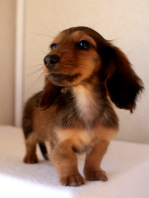 カニンヘン 子犬 神奈川 カニンヘン 子犬 神奈川