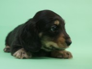 ミニチュアダックス 子犬 ブラック＆クリーム 男の子 エドの赤ちゃん 11/14生まれ