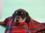 ミニチュアダックス 子犬 ブラック&クリーム 男の子 エドの赤ちゃん 11/14生まれ ミニチュアダックス 子犬 ブラック&クリーム 男の子 エドの赤ちゃん 11/14生まれ