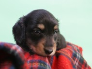 ミニチュアダックス 子犬 ブラック＆クリーム 男の子 エドの赤ちゃん 11/14生まれ